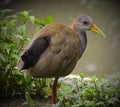 Portrait of a Giant Wood Rail at the waterÃ¢â¬â¢s edge.